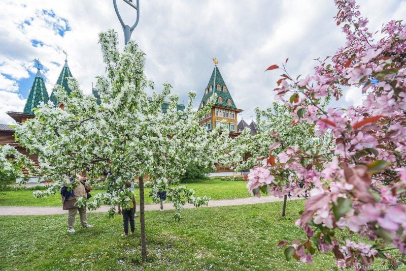 Парк коломенское сакура