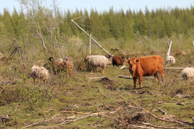 Плейстоценовый парк якутия