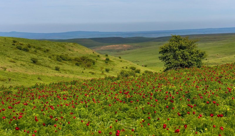 Степи краснодарского края