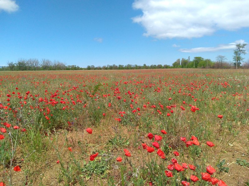 Курумбельская степь