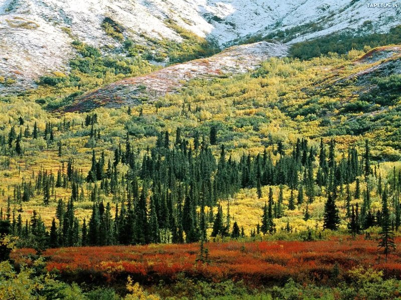 Флора тайги в северной америке