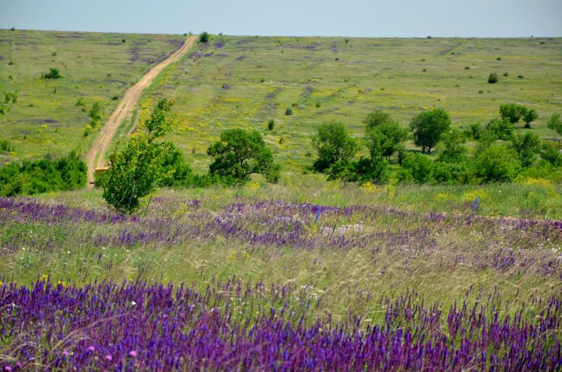 Днепровская степь