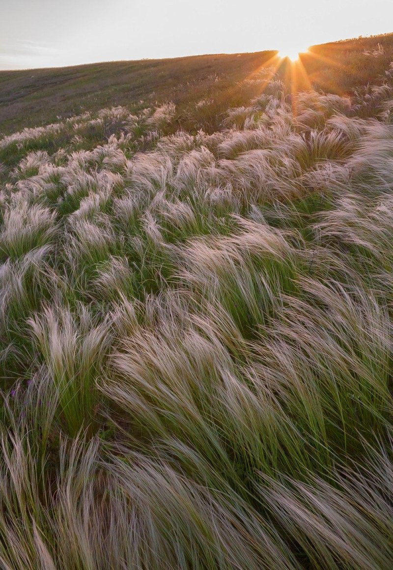 Ковыль в степи