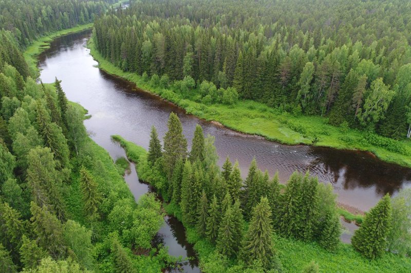 Тайга европейского севера