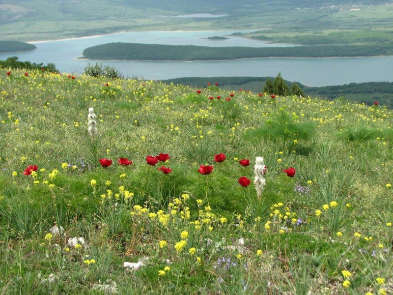 Крымская степь