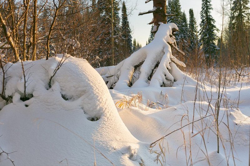 Барзасская тайга