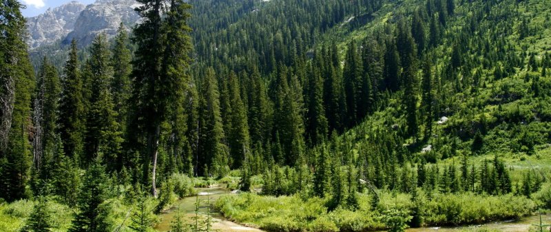 Флора тайги в северной америке