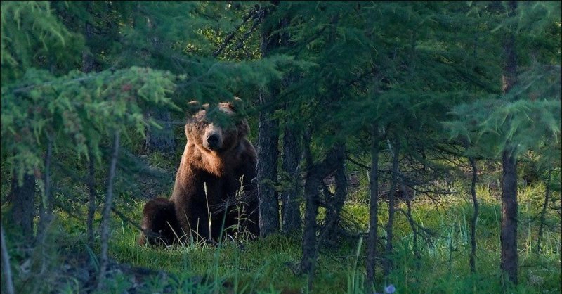 Медведи в тайге