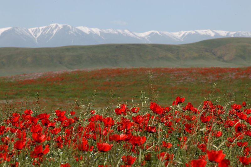 Алматы степь