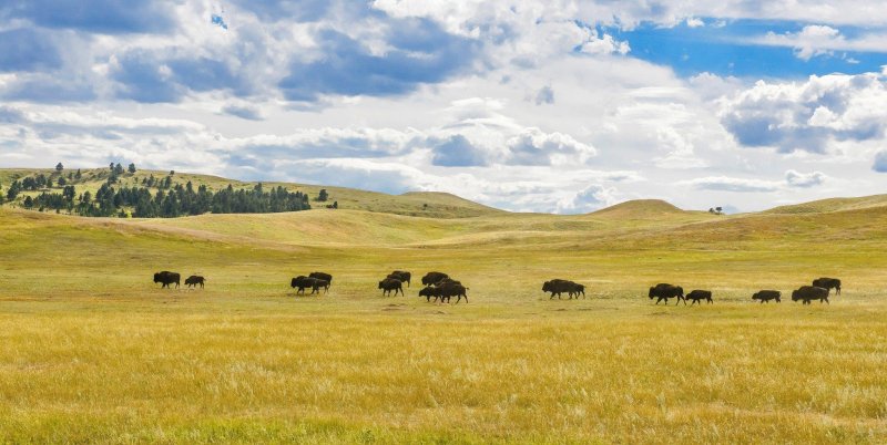 Канзасская степь