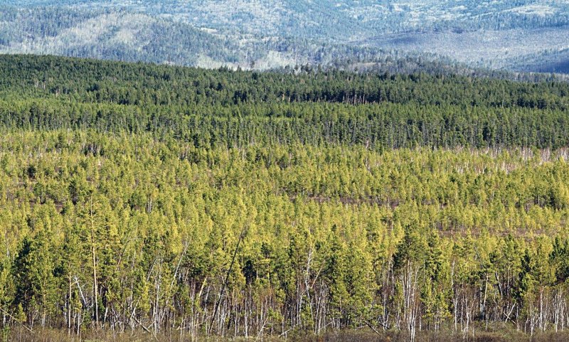 Восточно сибирская тайга растительность