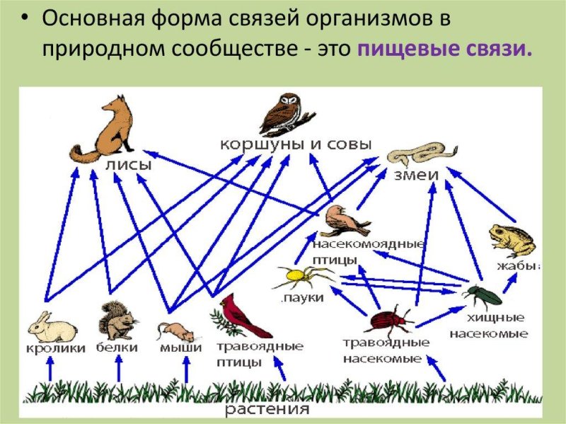 Цепь питания тундры