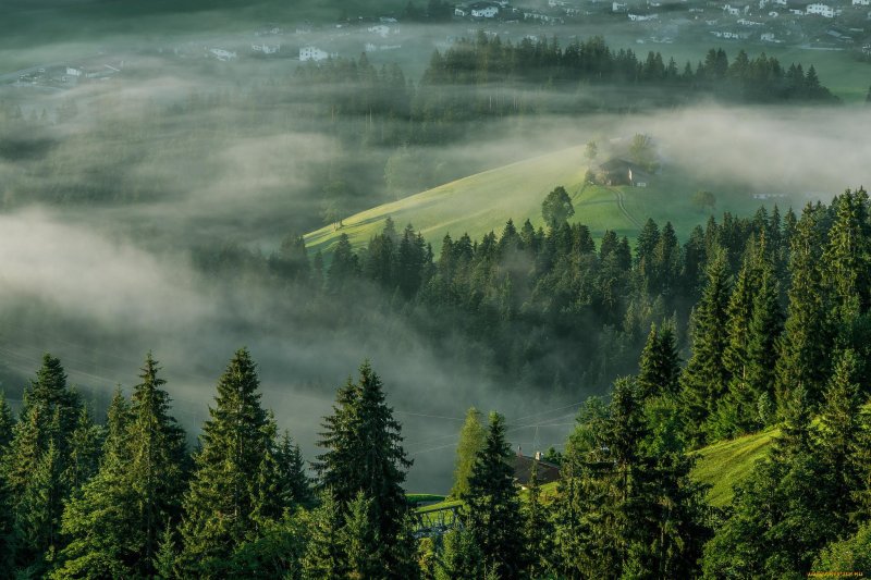 Тайга в тумане