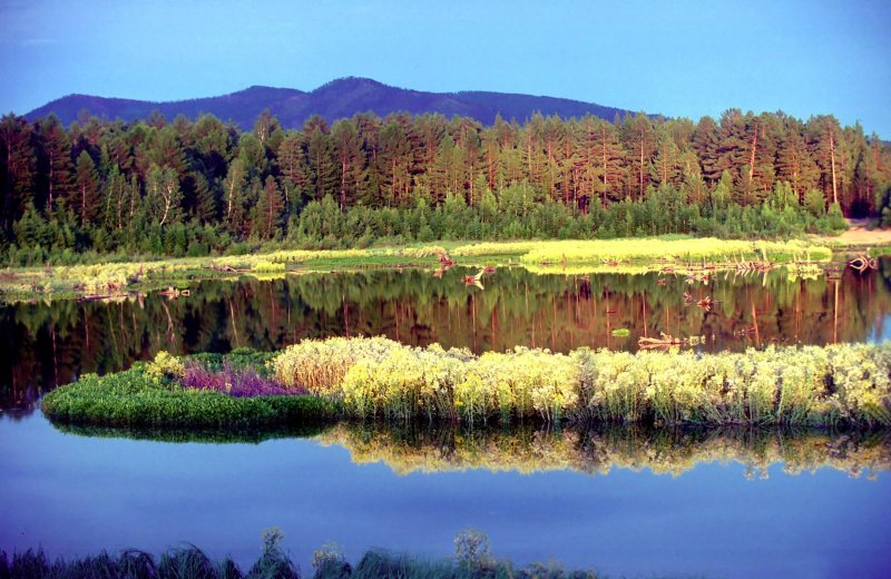 Тайга забайкалье