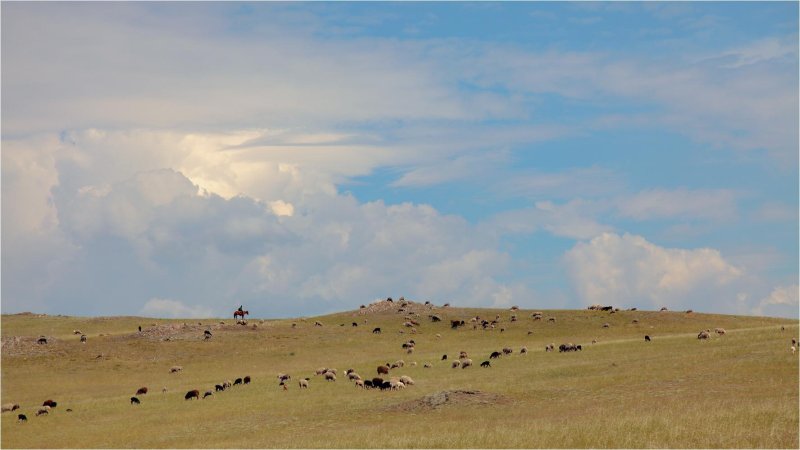 Кулундинская степь