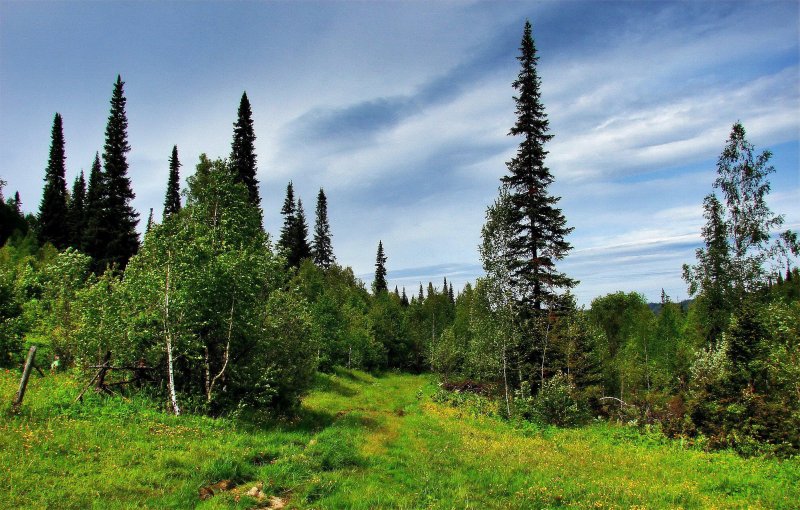 Тайга кузбасс