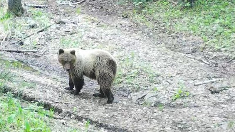 Медведи в тайге