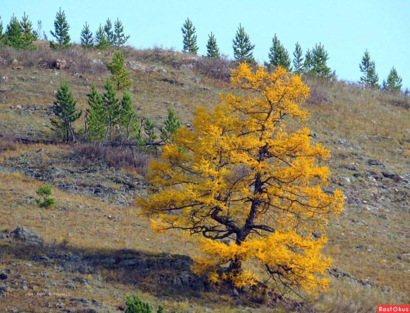 Лиственница даурская в тундре