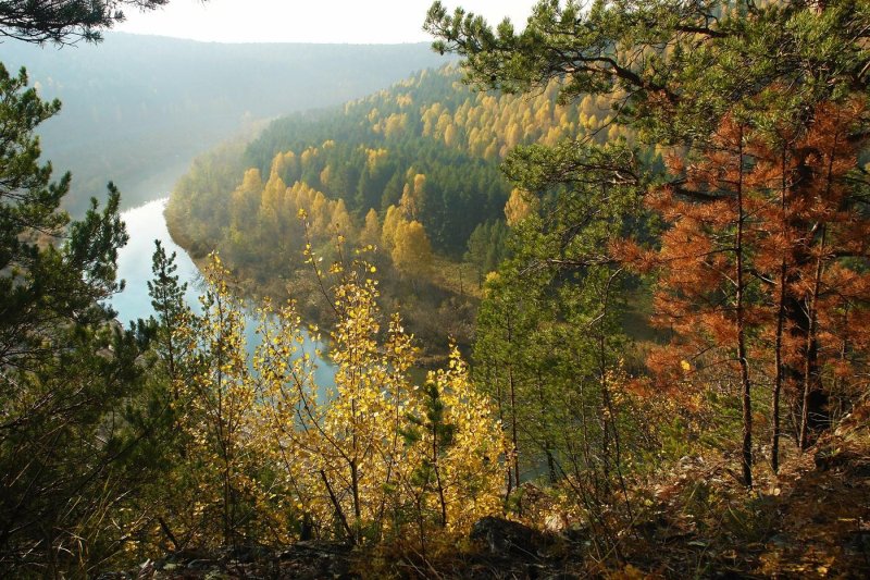 Тайга забайкалье