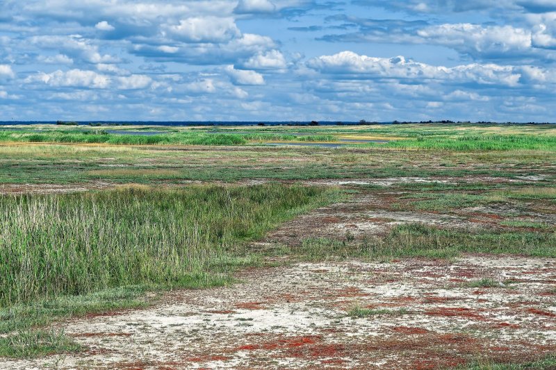 Барабинская степь