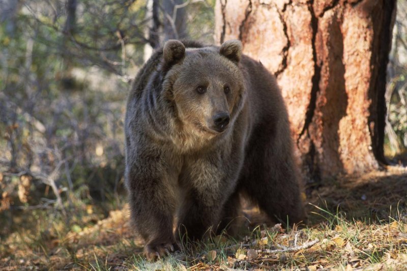 Фауна тайги северной америки