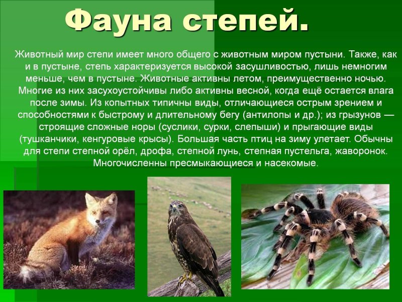 Фауна степи