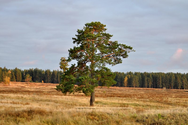 Сосна в степи