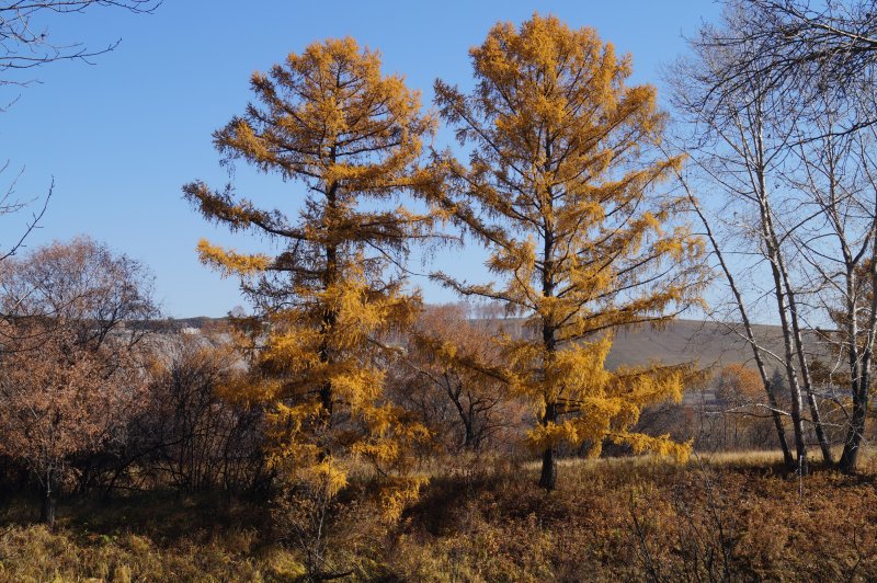 Лиственница даурская в тундре