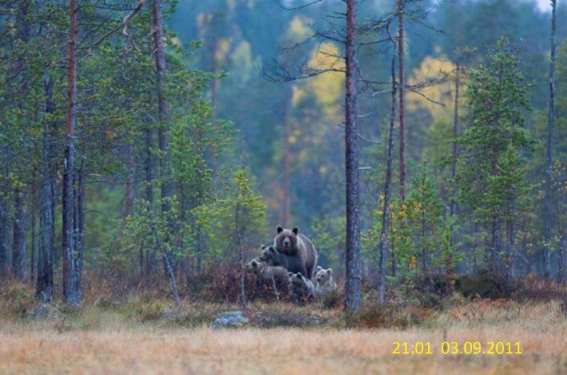 Медведи в тайге