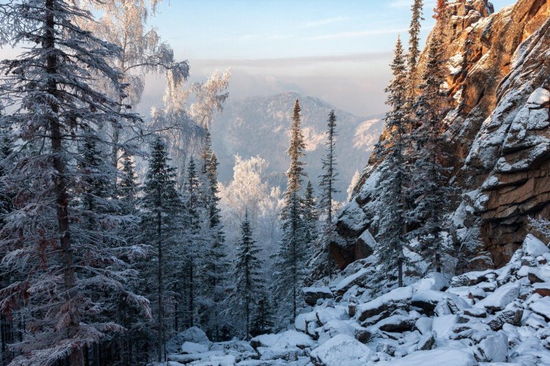 Красноярская тайга