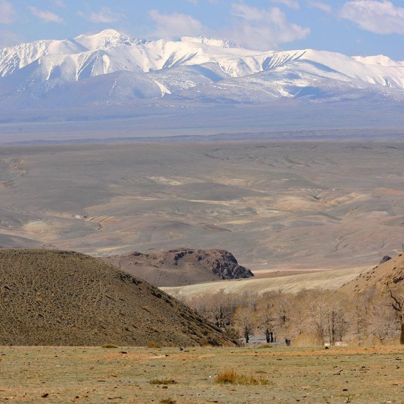 Кош агач степь