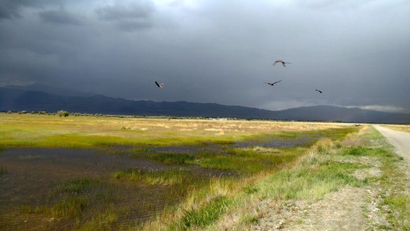 Кулундинская степь