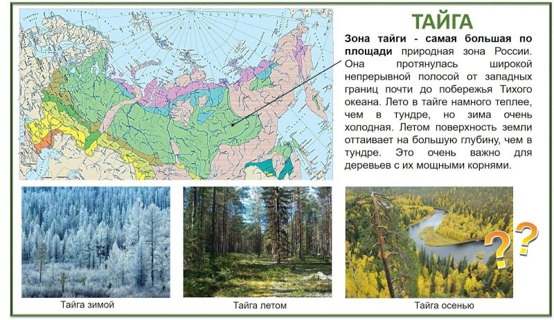 Природная зона тайга фауна