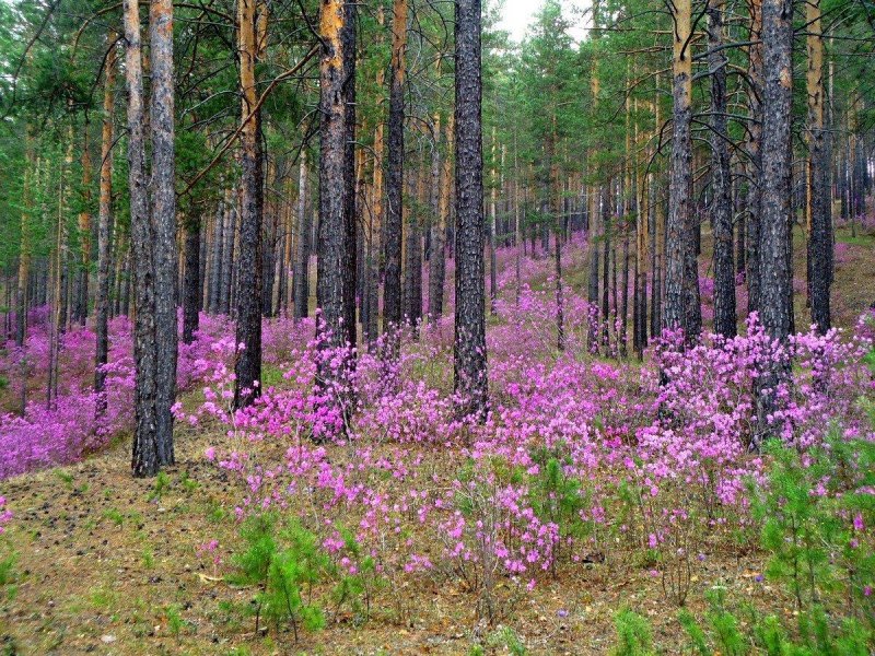 Тайга забайкалье