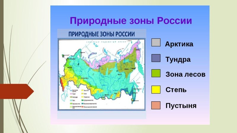 Природные зоны россии степи