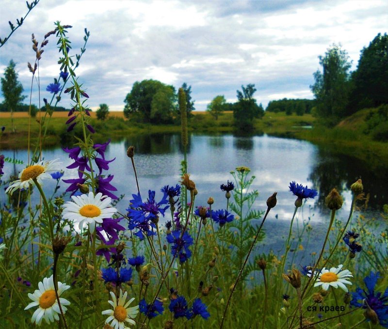 Полевые цветы у воды