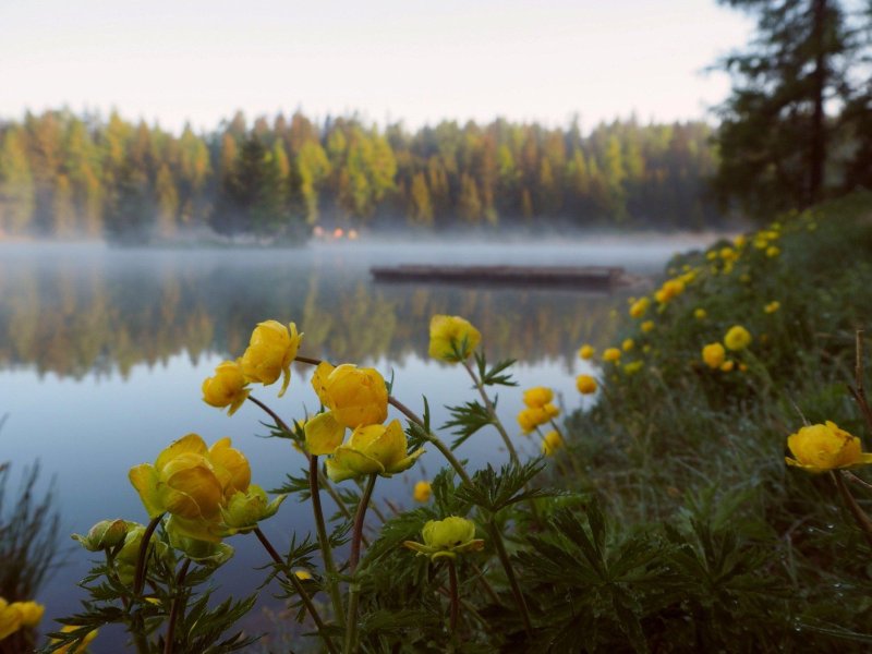 Полевые цветы у воды