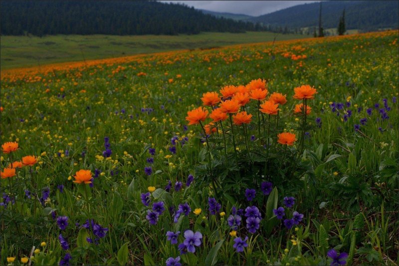 Полевые цветы сибири