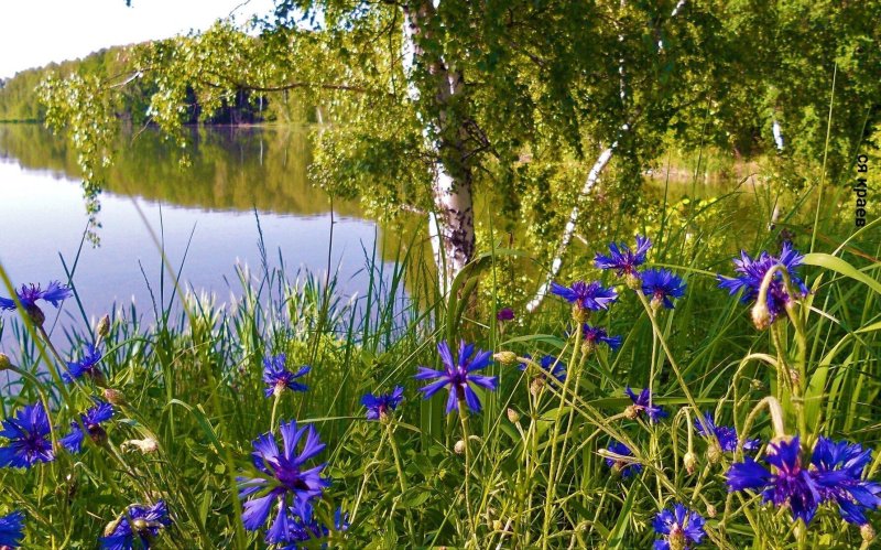 Полевые цветы у воды