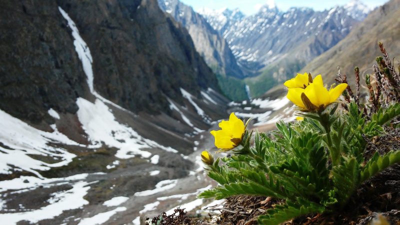 Цветы забайкалья