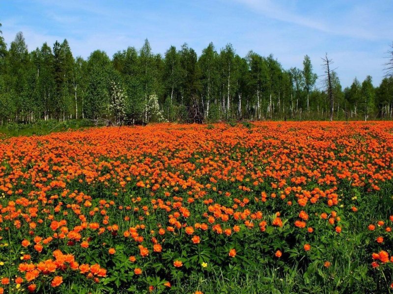 Жарки цветы сибири