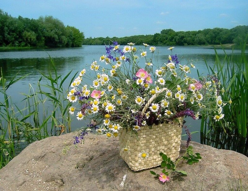 Полевые цветы у воды