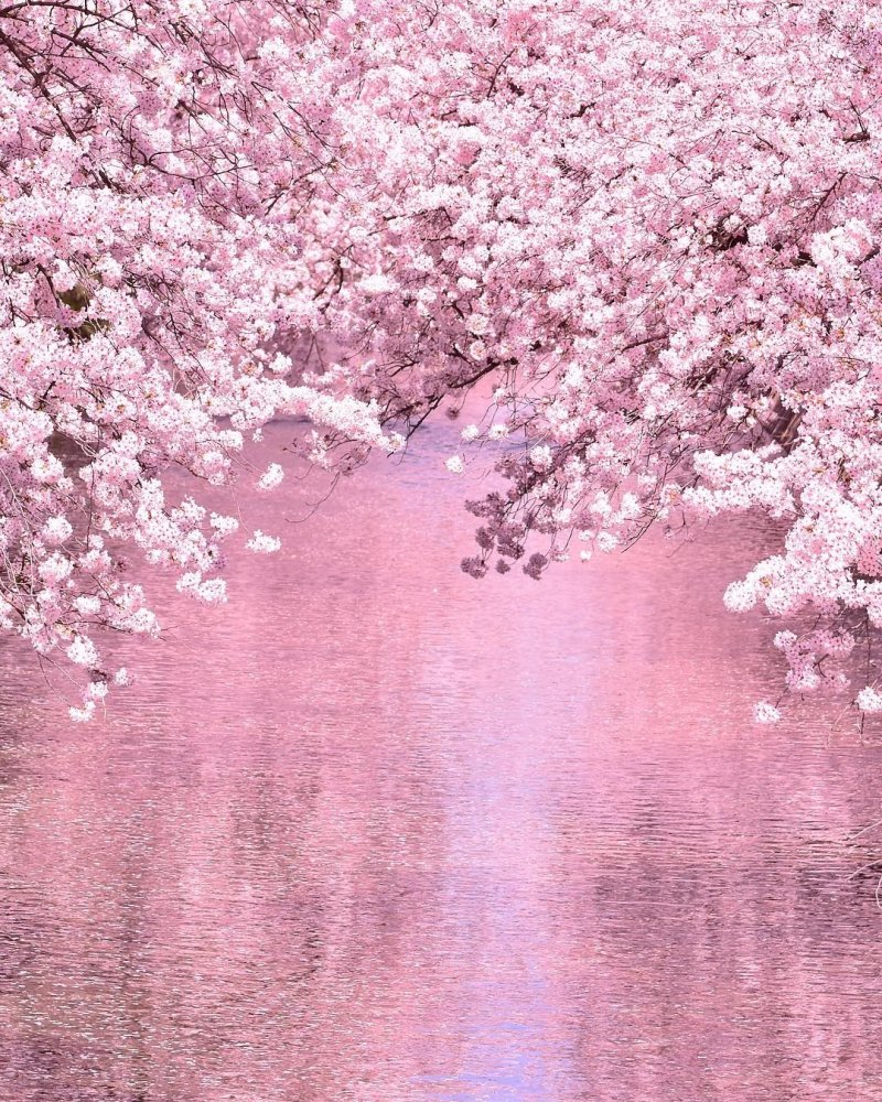 Sakura cherry blossom