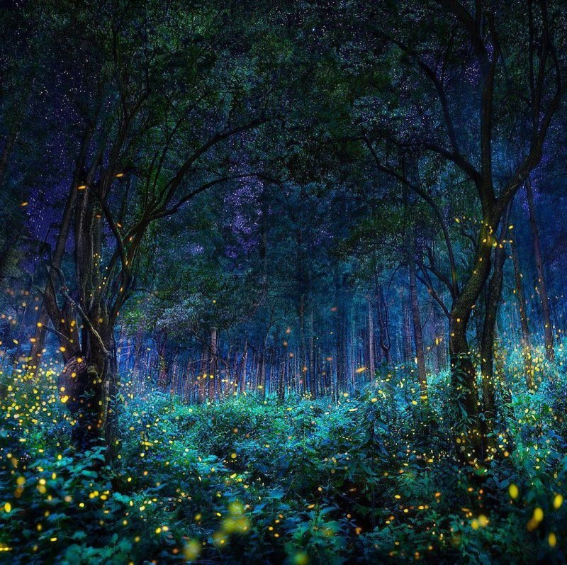 Magical forest