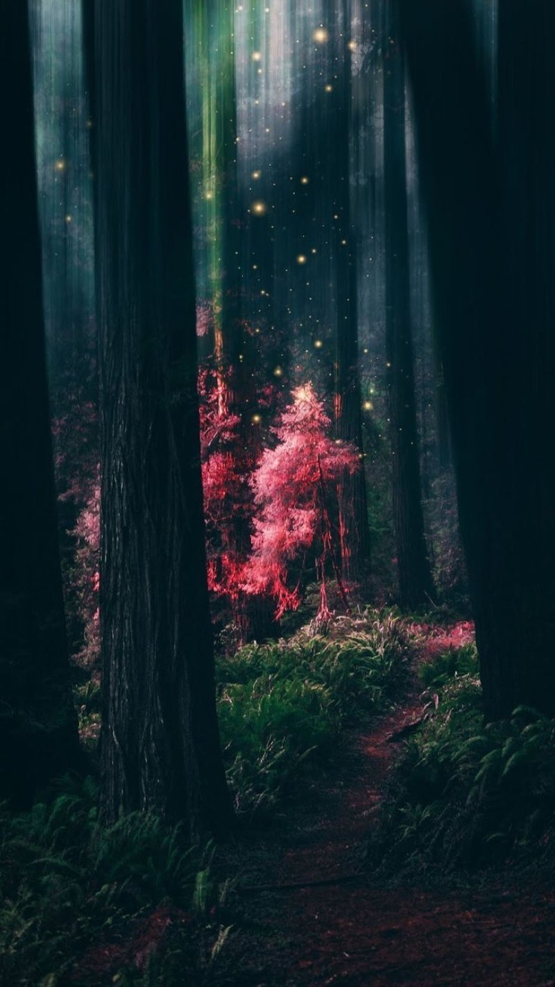 Magical forest