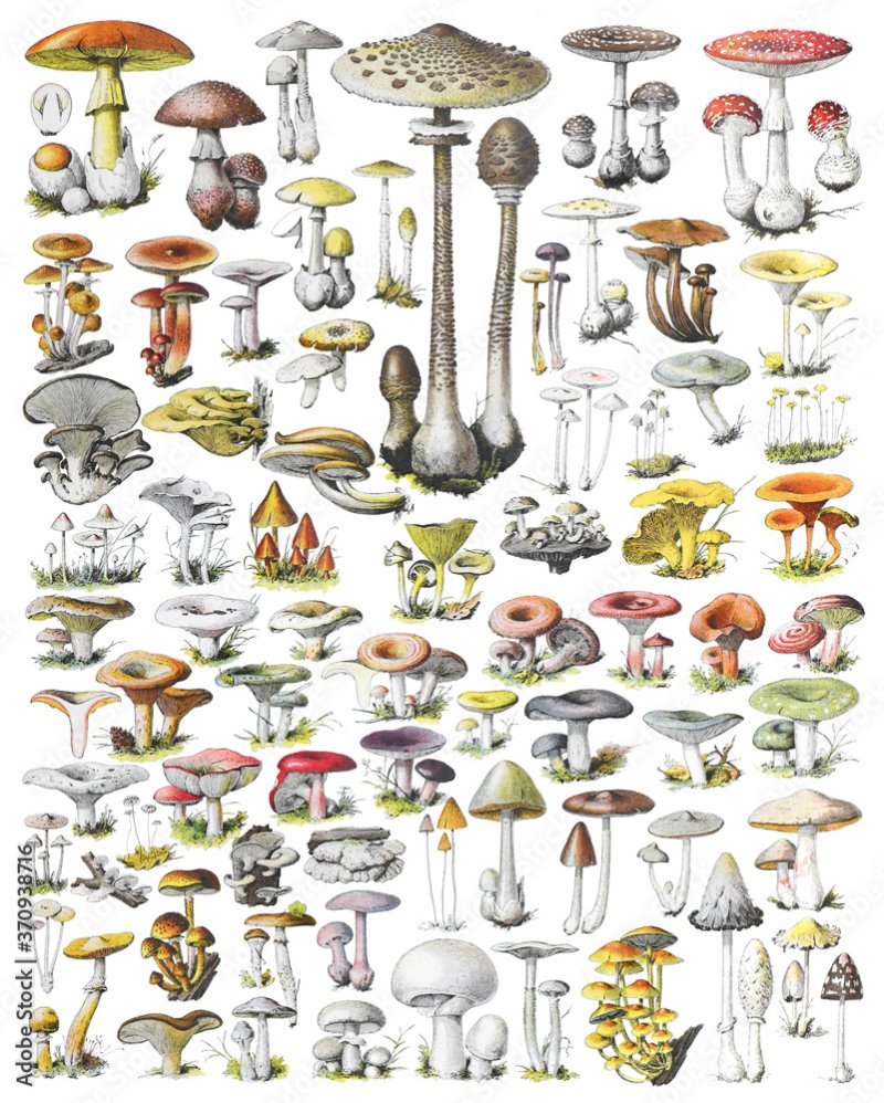 Mushroom illustration