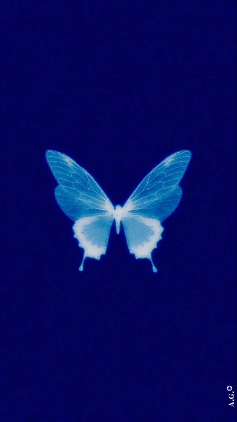 Blue butterfly