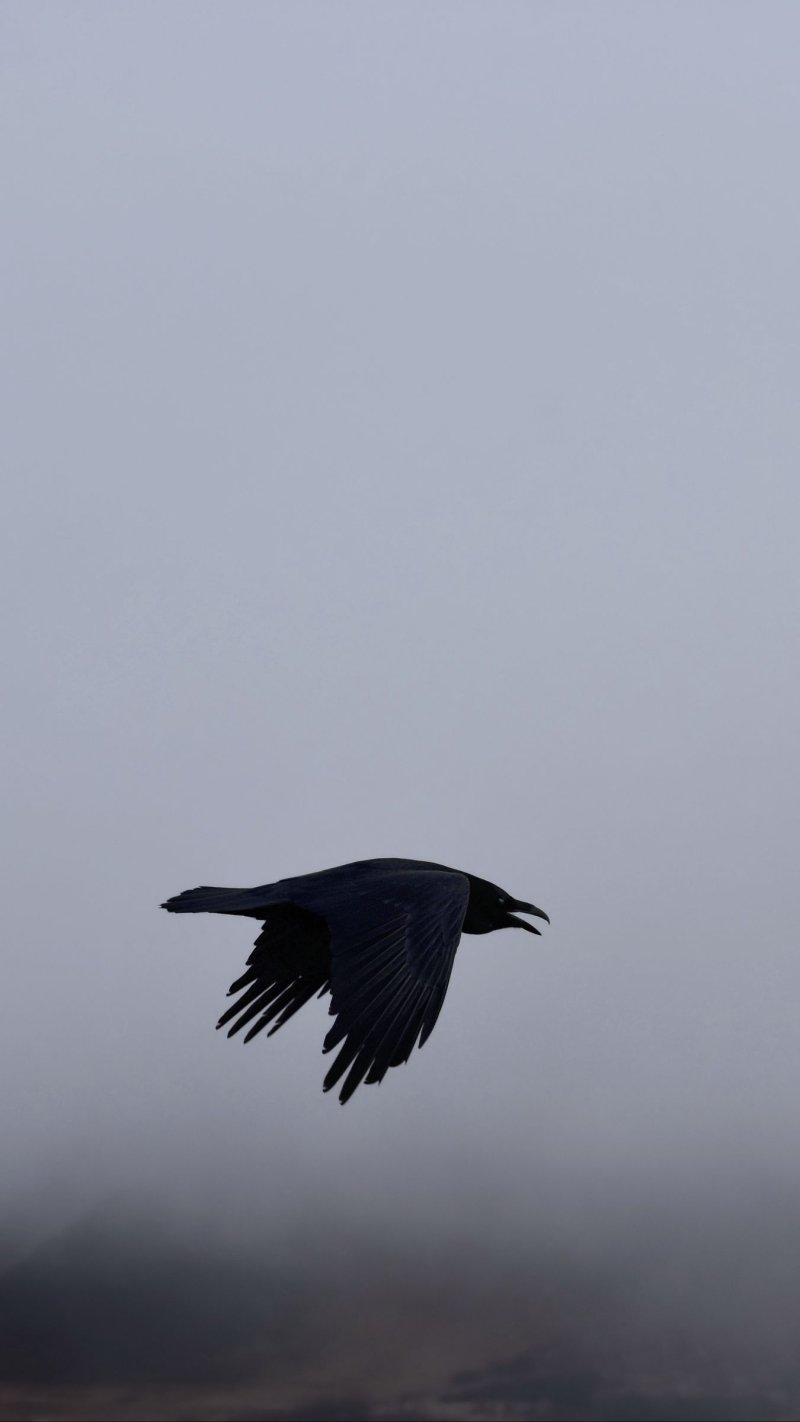 Corvus corax птица