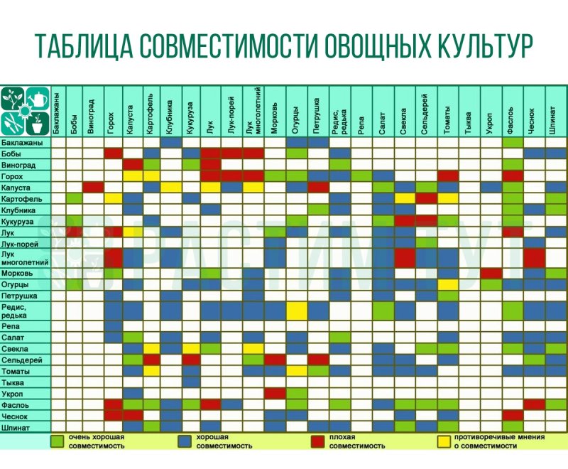 Таблица совместимости овощных культур