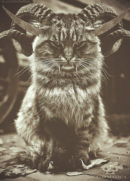 Кошка с рогами